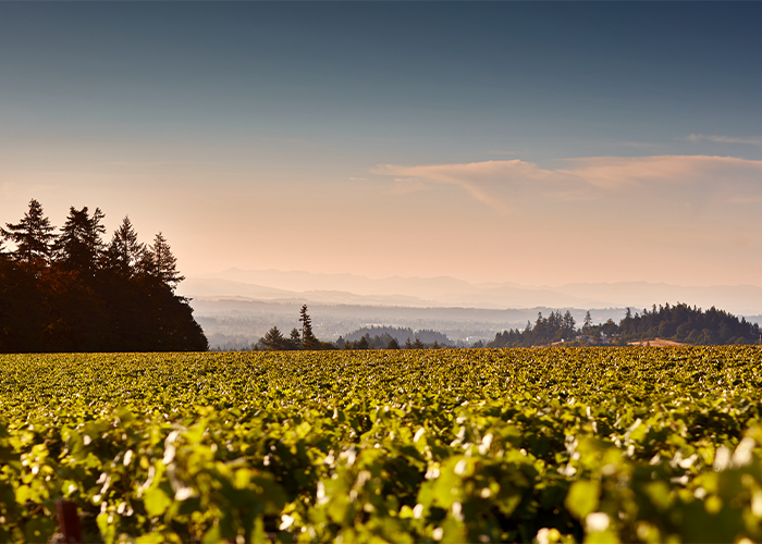 Roserock Drouhin Oregon Vineyard