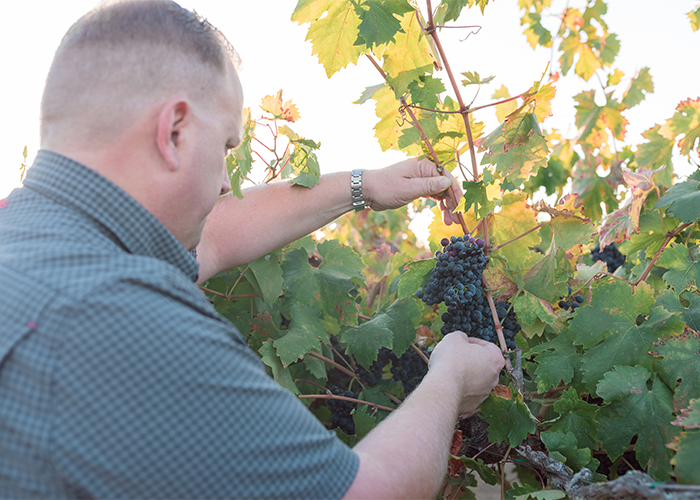Oak Ridge Winery - harvest