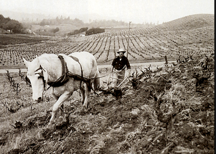 Pedroncelli Vineyard plowing