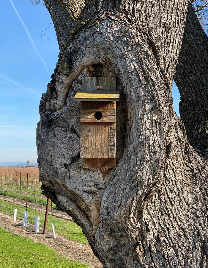 J. Lohr vineyards songbird box