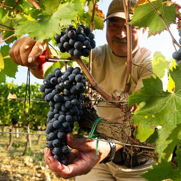 Felsina vineyard harvest sangiovese