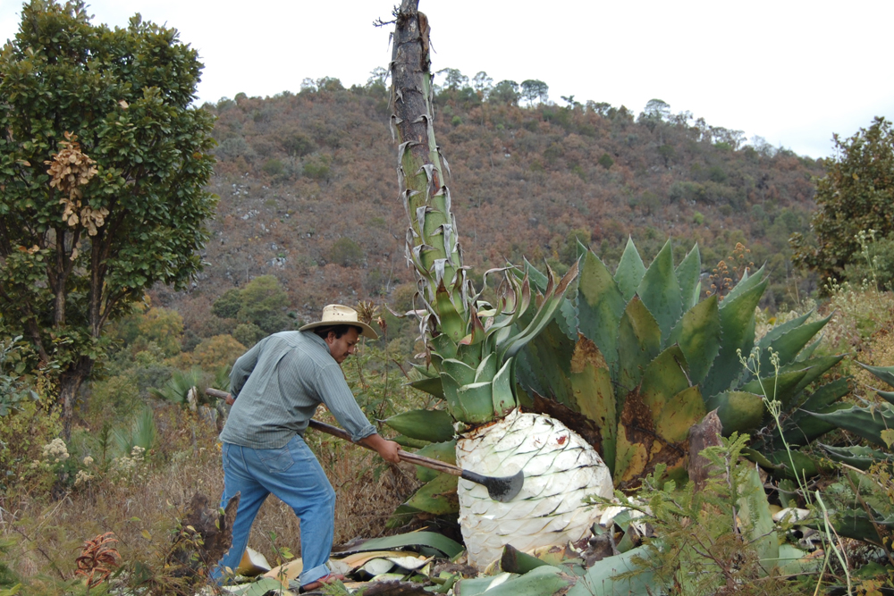 Mayalen Machetazo agave mezcal
