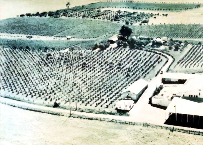 1927 vineyard fields.