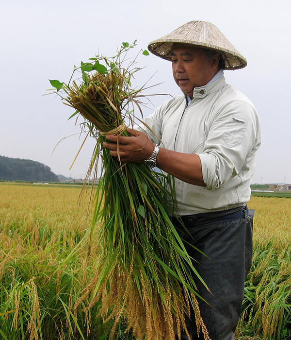 Toji Master Brewer inspects freshly cut rice in the field.