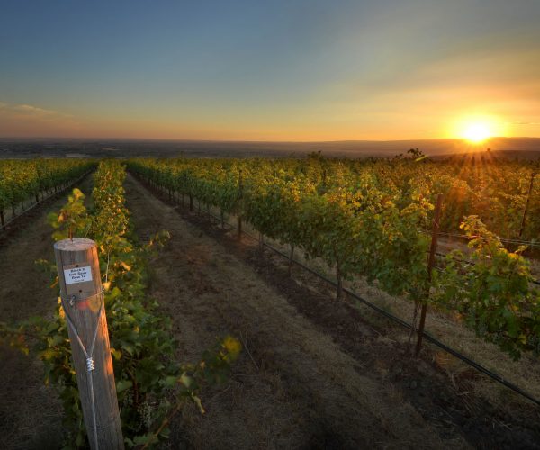 Sunset behind ferguson vineyards